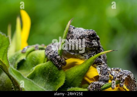 Grey Tree Frog posing in the garden Stock Photo