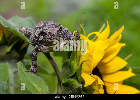 Grey Tree Frog posing in the garden Stock Photo