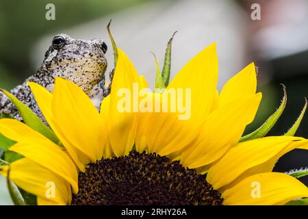 Grey Tree Frog posing in the garden Stock Photo