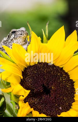 Grey Tree Frog posing in the garden Stock Photo