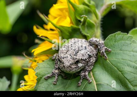 Grey Tree Frog posing in the garden Stock Photo