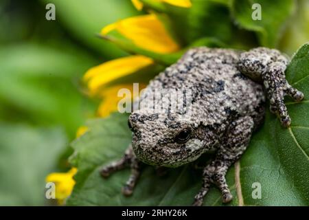 Grey Tree Frog posing in the garden Stock Photo