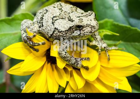 Grey Tree Frog posing in the garden Stock Photo