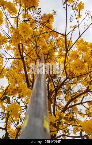 Golden trumpet tree, aka Yellow Ipe. Tabebuia Alba tree, Handroanthus ...