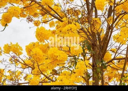 Golden trumpet tree, aka Yellow Ipe. Tabebuia Alba tree, Handroanthus albus. Brazilian ipê Stock Photo