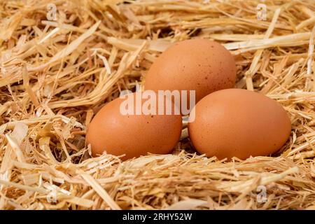 Fresh brown chicken eggs in nest of straw. Organic, cage-free and free-range poultry farming concept. Stock Photo