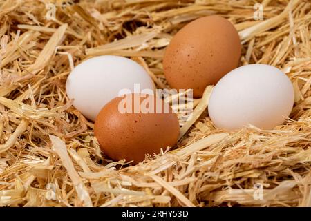 Fresh brown and white chicken eggs in nest of straw. Organic, cage-free and free-range poultry farming concept. Stock Photo