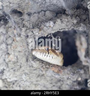 Pacific Gopher Snake Looking for Eggs and Nestlings in a Cliff Swallow Nest. Palo Alto Baylands, Santa Clara County, California. Stock Photo