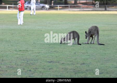 863 Eastern grey kangaroos -Macropus giganteus- and cricket players on the Halls Gap Community Garden-Recreation Reserve. Victoria-Australia. Stock Photo