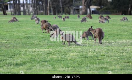 869 Herd of eastern grey kangaroos at graze, grassland next to Halls Gap Community Garden-Recreation Reserve. Victoria-Australia. Stock Photo