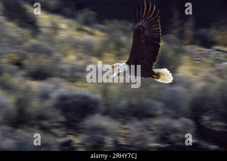 Bald eagle in flight near Boise, Idaho's Lucky Peak Dam, USA Stock Photo