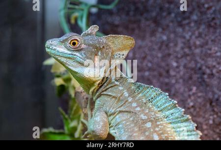 Male plumed basilisk (Basiliscus plumifrons) sitting on a stump close up. Unusual green lizard. Stock Photo