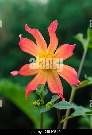 Red dahlia flower on a background of green leaves in the botanical garden in Batumi. Annual dahlia flower close-up. Blooming red dahlia in a summer ga Stock Photo