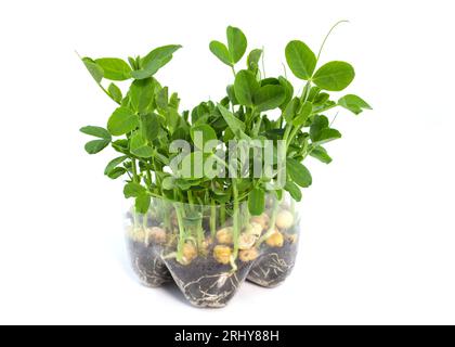 Pea sprouts in a plastic container on a white background. Growing microgreens from peas. Young sprouts of peas for salad. Healthy organic food Stock Photo