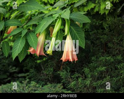 Brugmansia named angels trumpet or Datura flower blossom in a garden.Tropical flower Brugmansia Candida Grand Marnier. Angels Trumpets Flowers Stock Photo