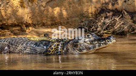 Image result for Cayman (Caiman crocodylus yacare) vs Anaconda (Eunectes murinus ...