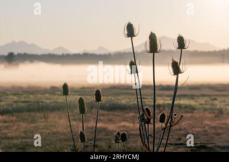 Cattails silhouette with a foggy summer monring in the background Stock Photo