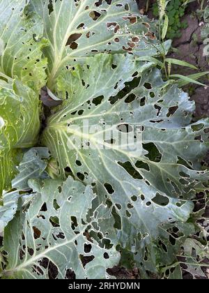 Cabbage damaged by slugs Stock Photo