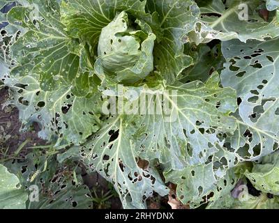 Cabbage damaged by slugs Stock Photo