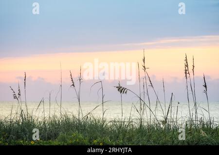 Beach dune sea oats against a beautiful pastel colored sunrise in Ponte Vedra Beach, Florida, just north of St. Augustine. (FL)