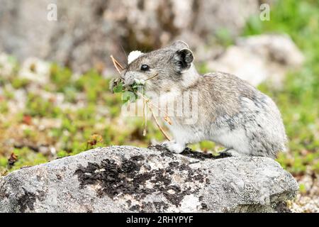 Collared Pika (Rock Cony)  Gathering  Plants, Alaska Stock Photo