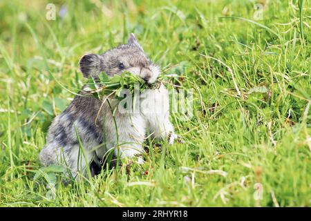 Collared Pika (Rock Cony)  Gathering  Plants, Alaska Stock Photo