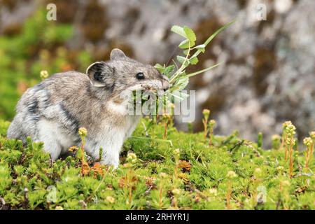 Collared Pika (Rock Cony)  Gathering  Plants, Alaska Stock Photo