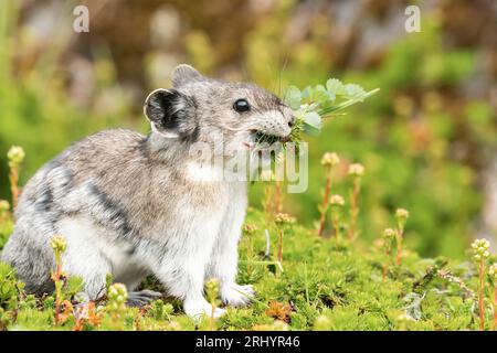 Collared Pika (Rock Cony)  Gathering  Plants, Alaska Stock Photo