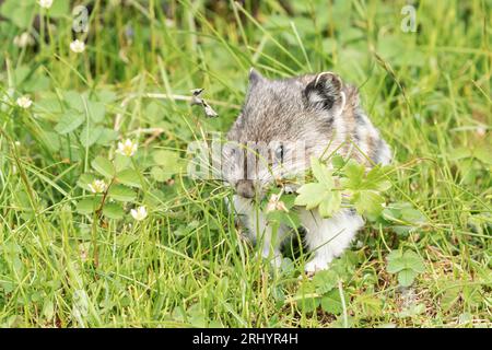 Collared Pika (Rock Cony)  Gathering  Plants, Alaska Stock Photo