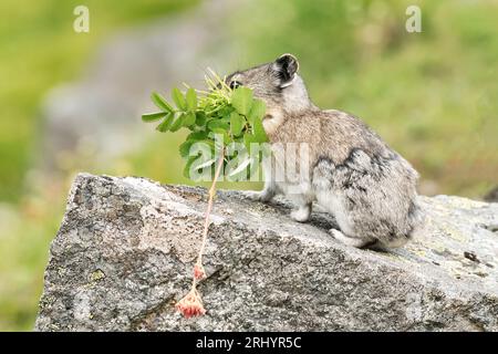 Collared Pika (Rock Cony)  Gathering  Plants, Alaska Stock Photo