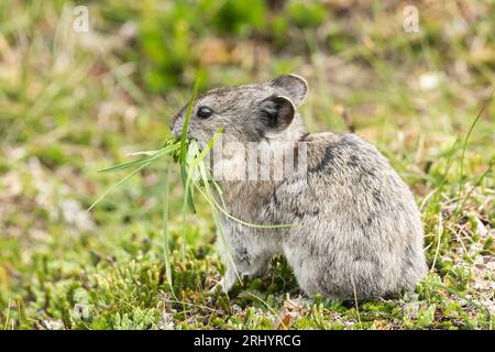 Collared Pika (Rock Cony)  Gathering  Plants, Alaska Stock Photo