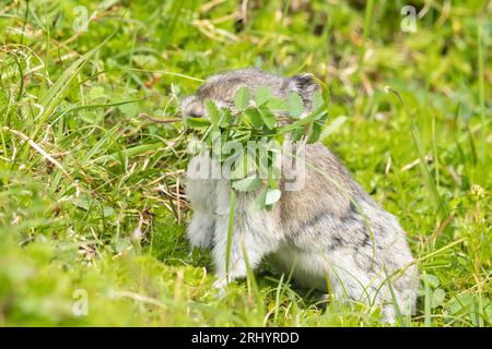 Collared Pika (Rock Cony)  Gathering  Plants, Alaska Stock Photo