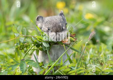 Collared Pika (Rock Cony)  Gathering  Plants, Alaska Stock Photo