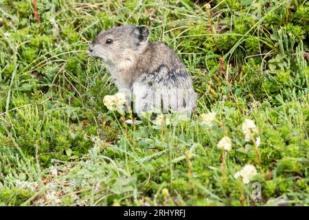 Collared Pika (Rock Cony)  Gathering  Plants, Alaska Stock Photo