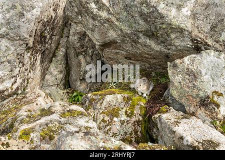 Collared Pika (Rock Cony)  Gathering  Plants, Alaska Stock Photo