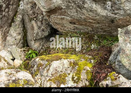 Collared Pika (Rock Cony)  Gathering  Plants, Alaska Stock Photo