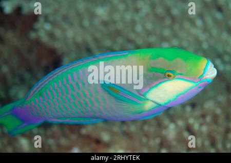 Bleeker's Parrotfish, Chlorurus bleekeri, Melissa's Garden dive site, Keruo Island, Near Penemu Island, RRaja Ampat, West Papua, Indonesia Stock Photo