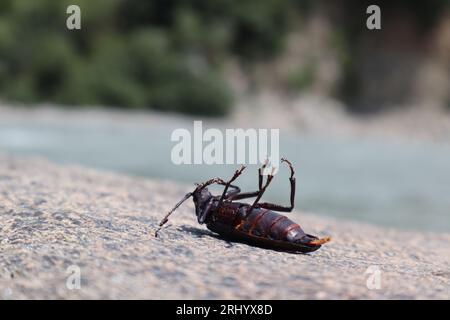 beetle Derobrachus geminatus (palo verde beetle) on the rocks Stock Photo