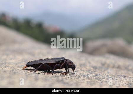 beetle Derobrachus geminatus (palo verde beetle) on the rocks Stock Photo