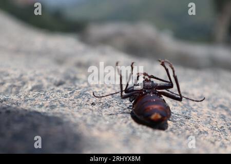 beetle Derobrachus geminatus (palo verde beetle) on the rocks Stock Photo