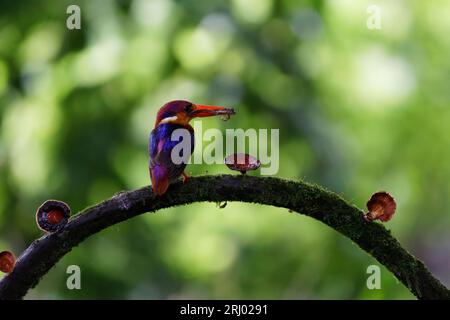ODKF - Oriental Dwarf Kingfisher with a kill in natural habitat closeup shot Stock Photo