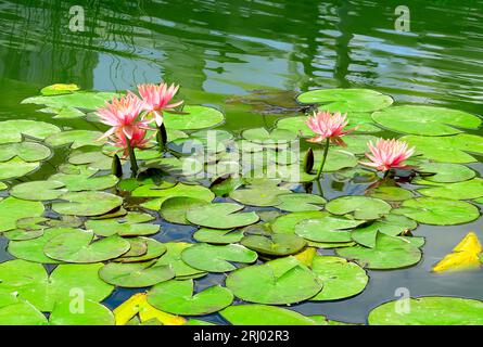 Water lily in small lake Stock Photo