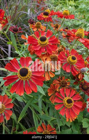 Closeup on the brilliant red rich flowers of the sneezeweed, Helenium autumnale in the garden Stock Photo