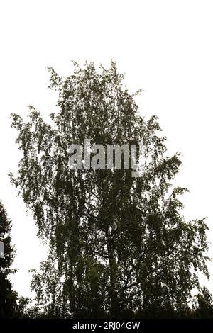 Flora of Finland - silver birch, Betula pendula, isolated on white backgtound Stock Photo