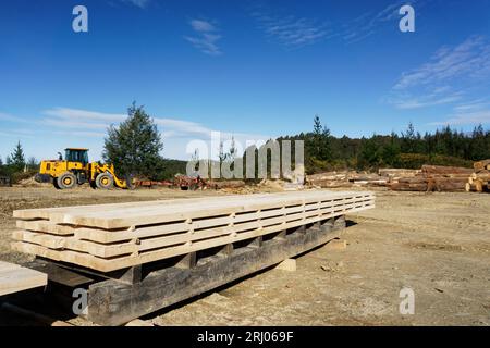 Tasman region, Aotearoa / New Zealand - August 12, 2023: A timber mill operation in a plantation forest milling blue gum tree logs into planks. Stock Photo