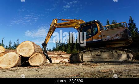 Tasman region, Aotearoa / New Zealand - August 12, 2023: A timber mill operation in a plantation forest milling blue gum tree logs into planks. Stock Photo