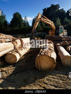 Tasman region, Aotearoa / New Zealand - August 12, 2023: A timber mill operation in a plantation forest milling blue gum tree logs into planks. Stock Photo