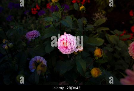 Unusual summer flowers image and pattern. Garden peonies. A pink flower on a black background and garden flowers in the background. Stock Photo