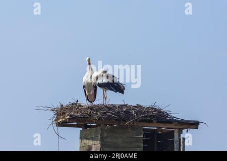 White Storks in Großen-Linden, Hessia, Germany Stock Photo