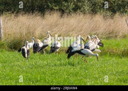 White Storks in Großen-Linden, Hessia, Germany Stock Photo